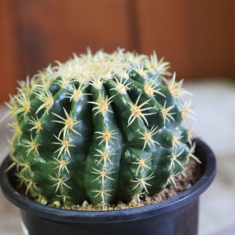 Echinocactus　プラチナ金鯱
