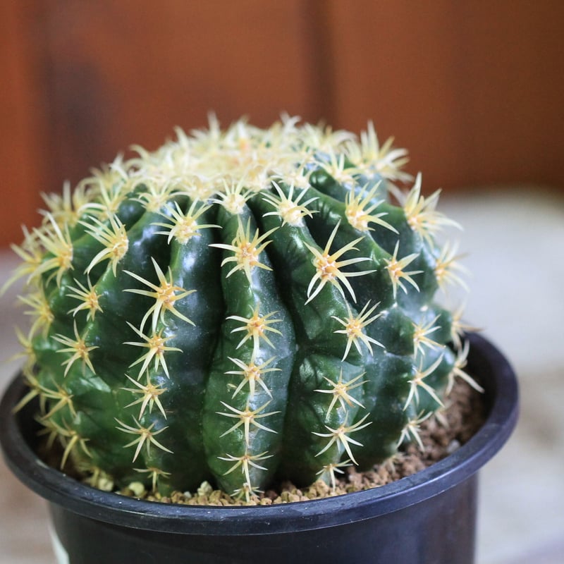 Echinocactus プラチナ金鯱 | hanayoshi-botanical