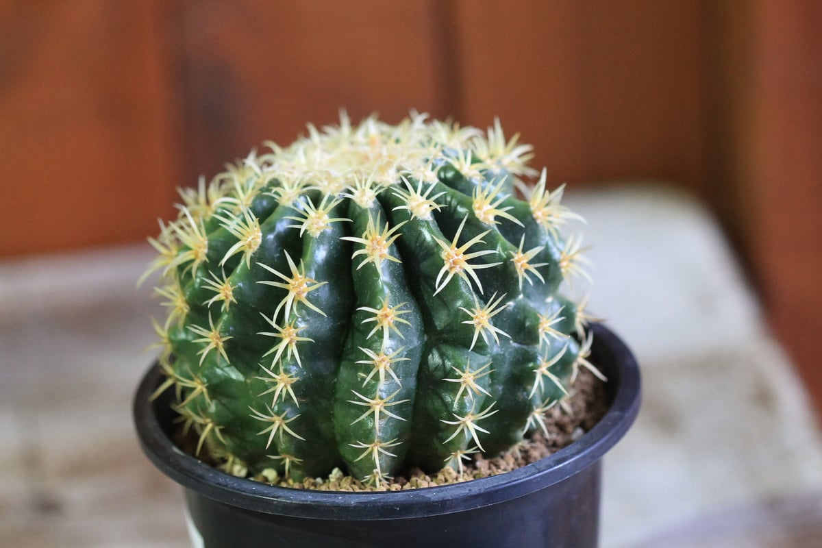 Echinocactus プラチナ金鯱 | hanayoshi-botanical