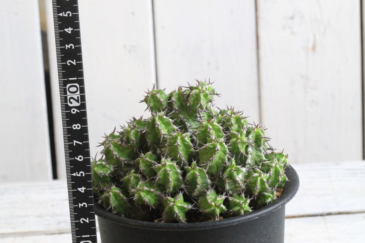 ユーフォルビア ミトリフォルミス | hanayoshi-botanical