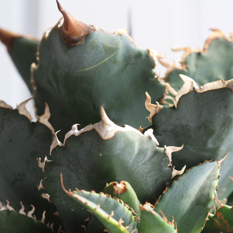 美株！アガベ　チタノタ　厳龍　送料込み！ アガベ チタノタ 厳竜 | hanayoshi-botanical