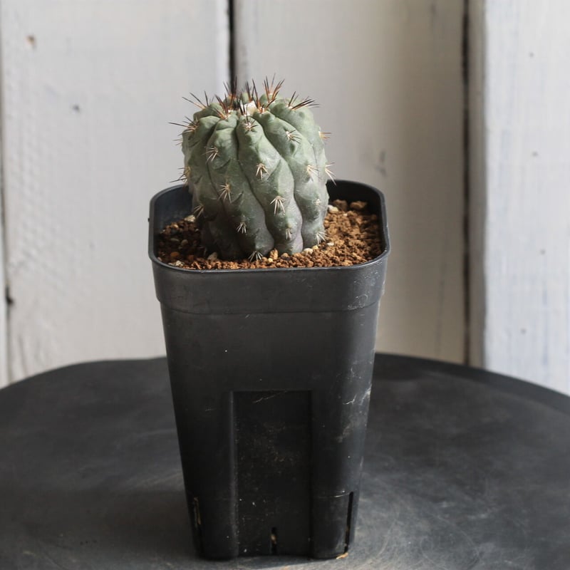 Copiapoa アルティコスタータ　実生株 Copiapoa alticostata【コピアポア・アルチコスタータ・実生