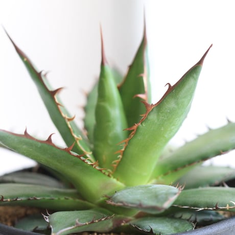 Agave ホリダ