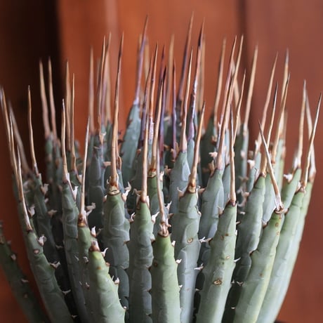 Agave　ユタエンシス　エボリスピナ