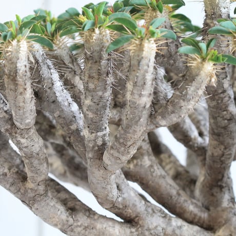 Euphorbia guillauminiana ギラウミニアナ