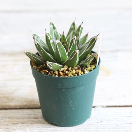 Agave 児玉笹の雪