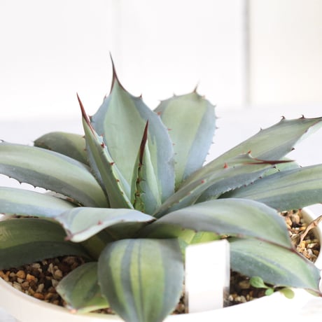Agave　吉祥天錦