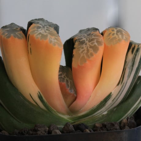 ハオルチア　玉扇　北斎錦