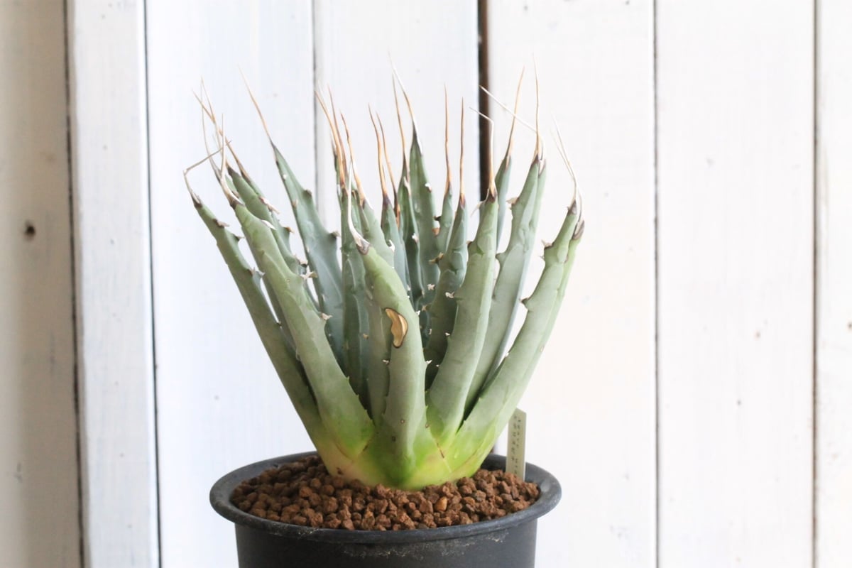 クトゥルフ　アガベ　ユタエンシス　yeitao クトゥルフ アガベ ユタエンシス yeitao クトゥルフアガベユタ