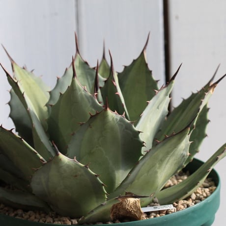 アガベ　パリー錦