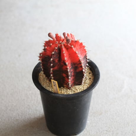 Gymnocalycium 緋牡丹錦