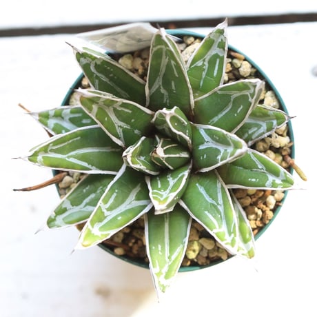 Agave 児玉姫笹の雪