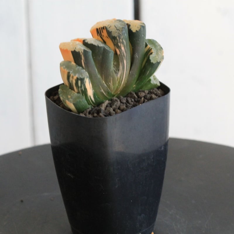 多肉植物 ハオルチア 玉扇 北斎錦 ハオルチア 玉扇錦 北斎錦 | hanayoshi-botanical