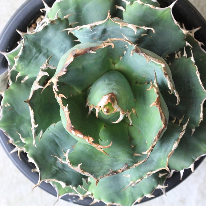 アガベ チタノタ FO-76 | hanayoshi-botanical