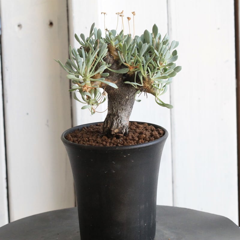 オトンナ ユーフォルビオイデス（変種） | hanayoshi-botanical