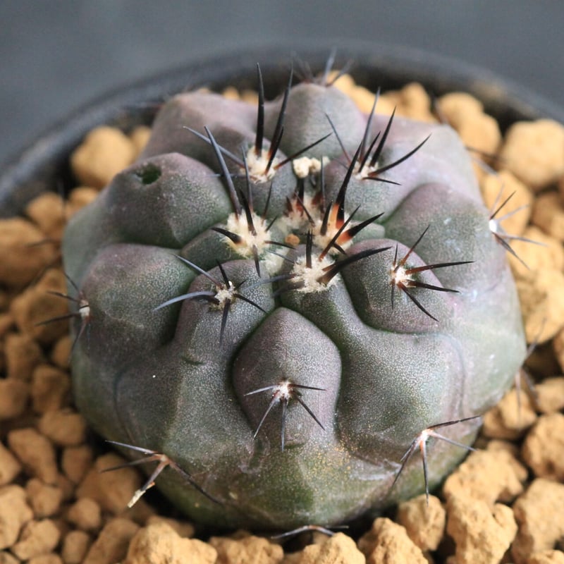 コピアポア シネレア×デュラ（交配種実生） | hanayoshi-botanical