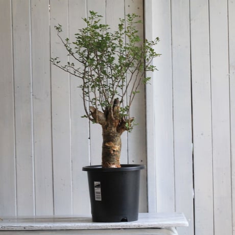Bursera ファガロイデス