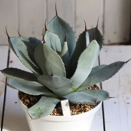 Agave パリー・トルンカータ