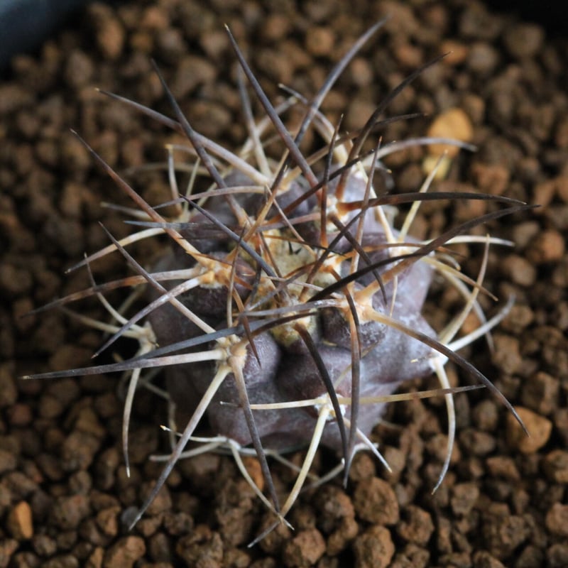 コピアポア グリセオビオラセア | hanayoshi-botanical