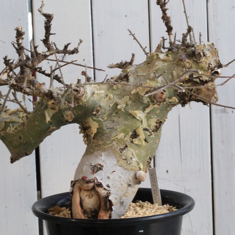 激渋　コミフォラ　カタフ　ターカネンシス コミフォラ カタフ ターカネンシス 現地球① | hanayoshi-botanical