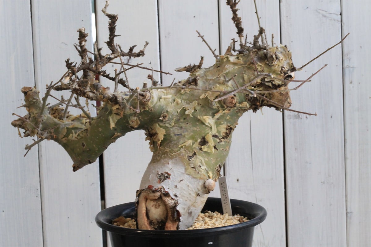 コミフォラ カタフ ターカネンシス 現地球① | hanayoshi-botanical