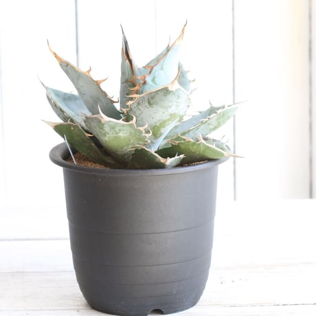 Agave titaota whit ice