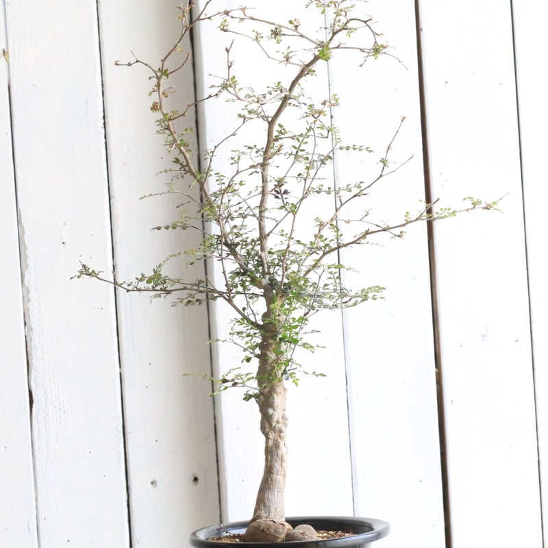 オペルクリカリア　デカリー　大株 オペルクリカリア・デカリーの基本情報・育て方｜多肉植物・サボテン