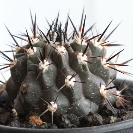 コピアポア　黒王丸（接ぎ木）
