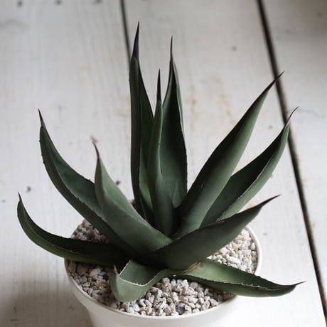 Agave シャークスキン