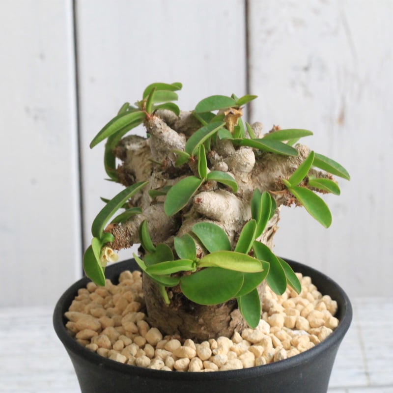 多肉植物　ユーフォルビア　プリムリフォリア　変種べガルディ プリムリフォリア変種ベカルディイ : ユーフォルビア・オベサ・ドットコム