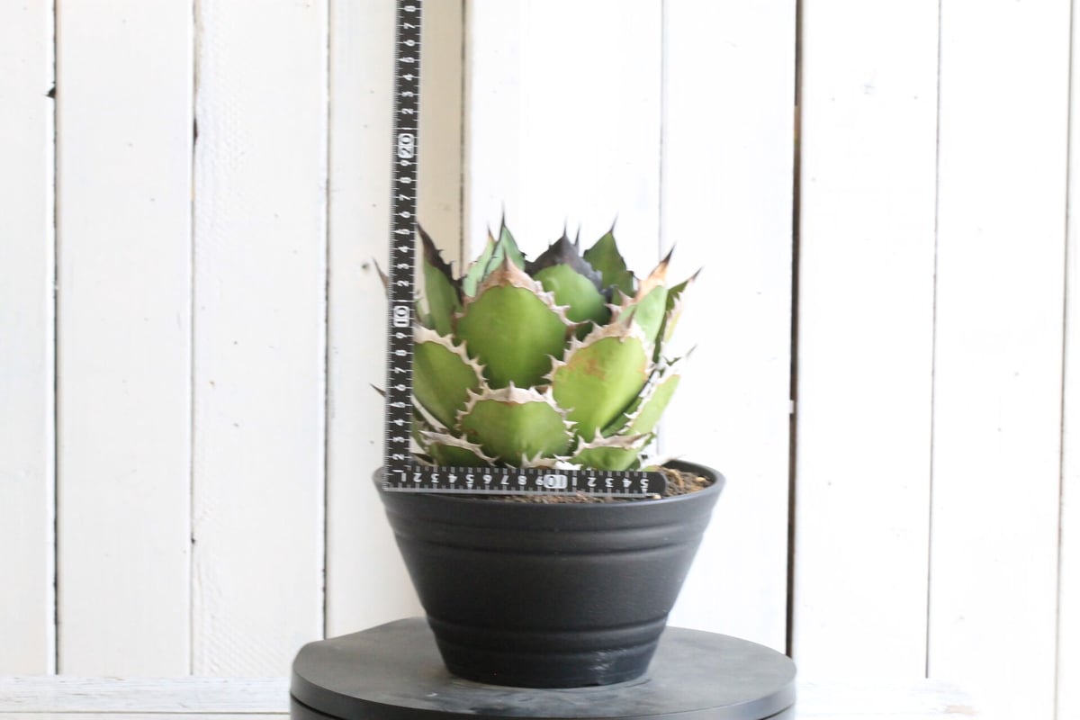 アガベ チタノタ・ブラックファイヤー　鉢付き アガベ チタノタ ブラックファイヤー 黒火焰 | hanayoshi-botanical