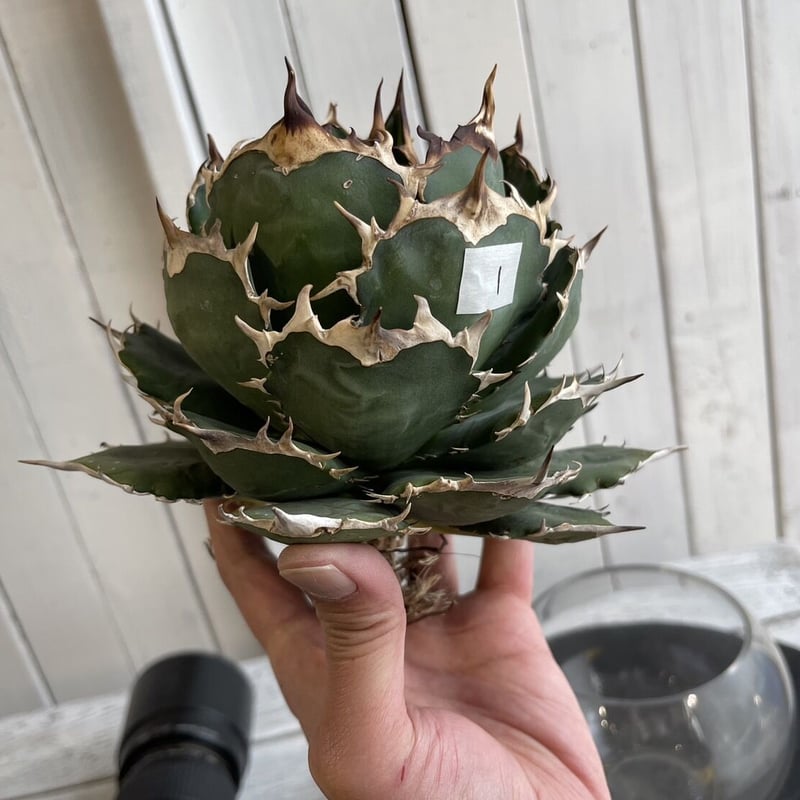 Agave titanota Jupiter | hanayoshi-botanical Agave titanota Jupiter | hanayoshi-botanical