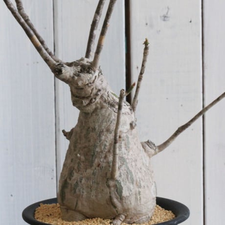 沖縄実生！超緑！最高！ボンバックス！ ボンバックスの現品商品 | 観葉植物通販AONOKI（あおのき）
