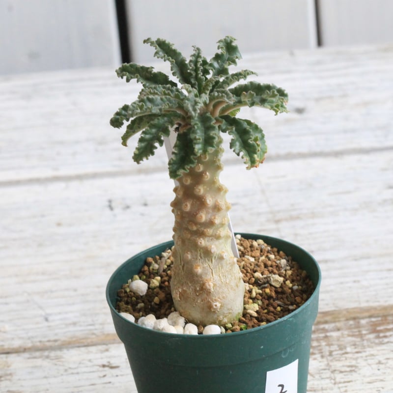 ドルステニア ラブラニー② | hanayoshi-botanical