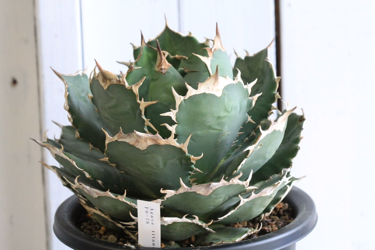 30cm超】Agave titanota FO-76 アガベ チタノタ