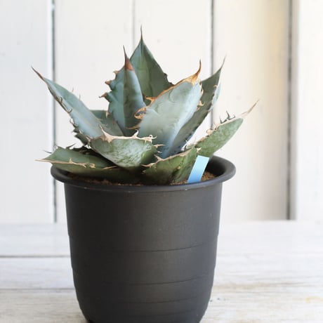 Agave titaota whit ice