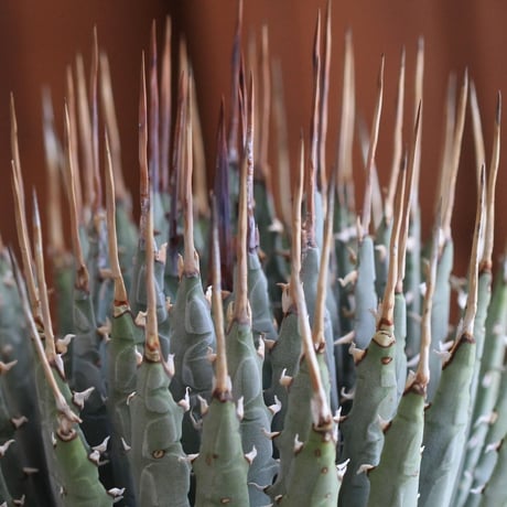 Agave　ユタエンシス　エボリスピナ