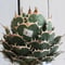 Agave titanota Jupiter