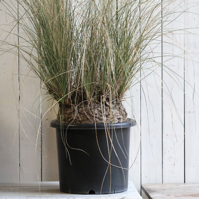 現品】カリバナス・フーケリー（Calibanus hookeri）12号な4