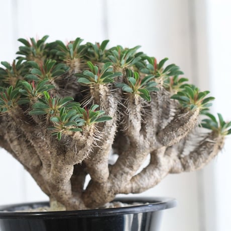 Euphorbia ギラミニアーナ