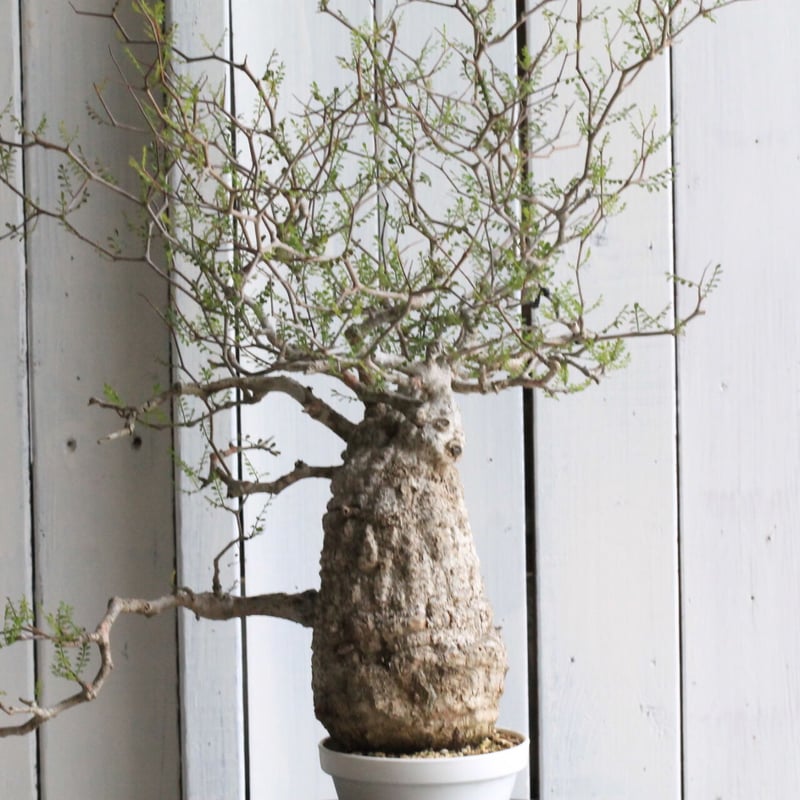 オペルクリカリア パキプス | hanayoshi-botanical