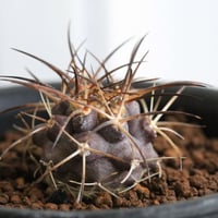 コピアポア グリセオビオラセア | hanayoshi-botanical