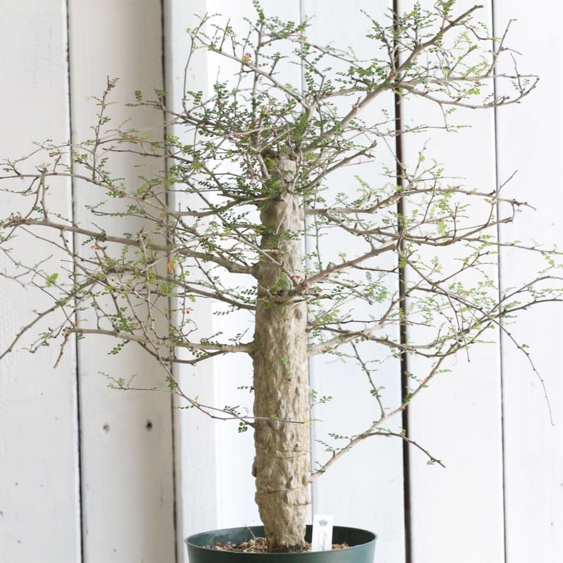 ✨✨✨オペクリカリア　デカリー【◎麗イボ系◎ワニイボ模様】検/デカリー ✨✨✨オペクリカリア デカリー【◎麗イボ系◎ワニイボ模様】検/デカリー