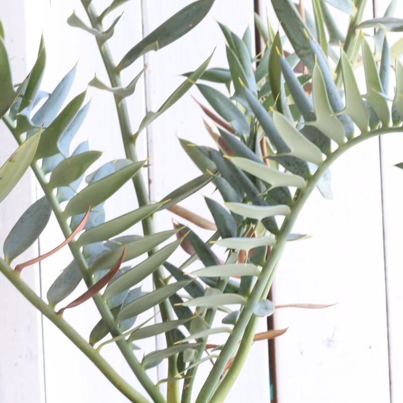 エンセファラルトス ホリダス | hanayoshi-botanical