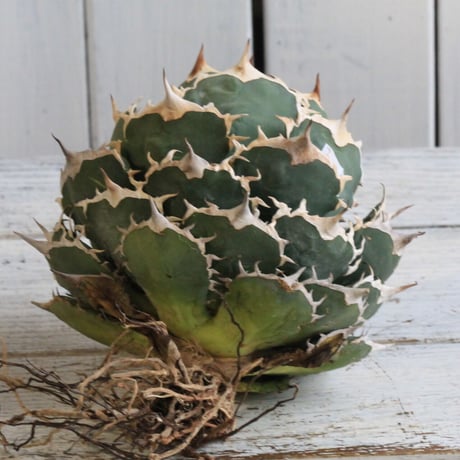 Agave titanota Jupiter