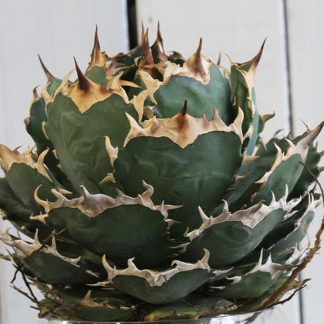 Agave titanota Jupiter