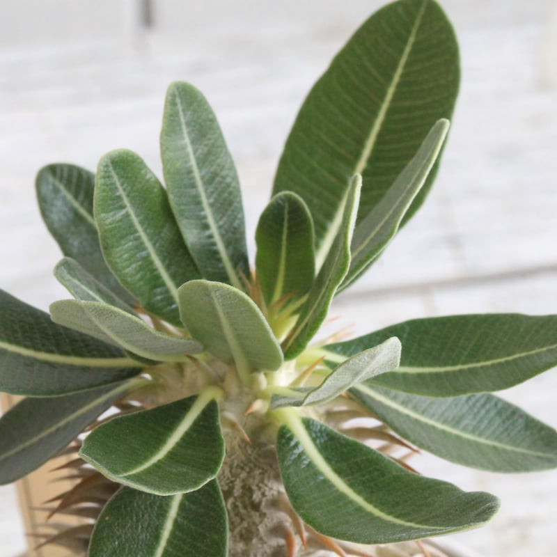 パキポディウム エブルネウム×デンシフローラム① | hanayoshi-botanical