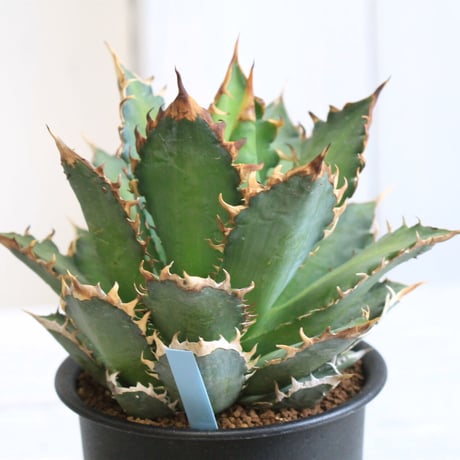 Agave レッドキャットウィーズル