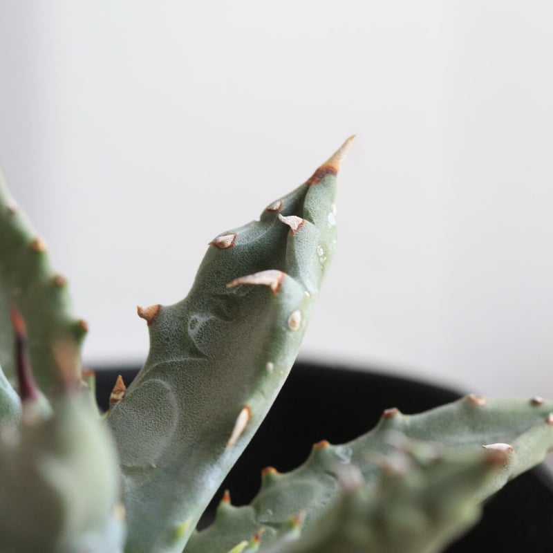 アガベ ユタエンシス ドワーフ | hanayoshi-botanical