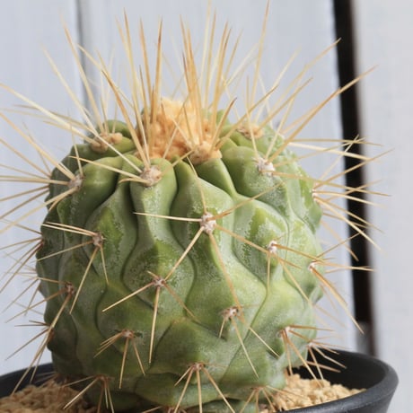 ギガンティア | STORES